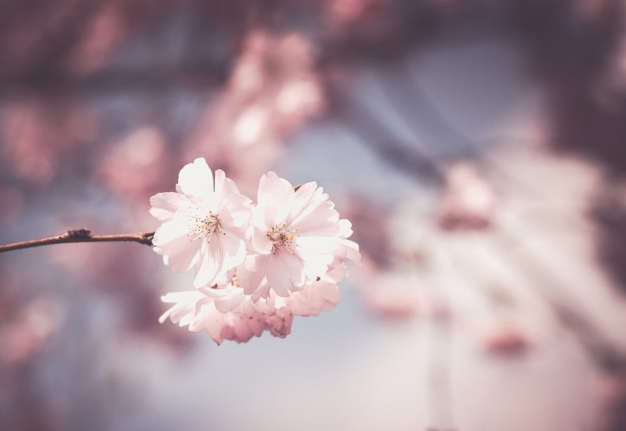 樱花风车动漫信息核对清单特写，白纸上用细线框出作品名年份集数制作公司等字段，部分格子留空并画了待补标记